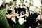 Beautiful Silverado Resort Napa Wedding